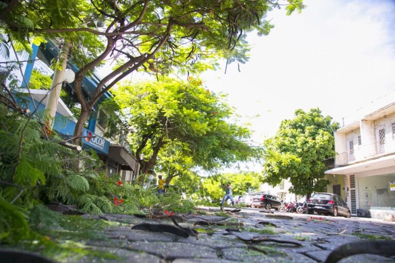 Encontro em Corumbá debate manejo da arborização urbana e segurança elétrica