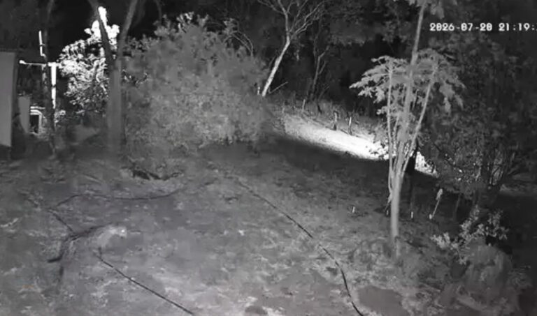 Nova onça-pintada volta a circular perto de casas em Corumbá e passa a ser monitorada pela PMA