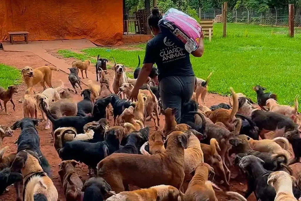 Voluntários cuidando de cães no abrigo Guarda Animal durante período de transição