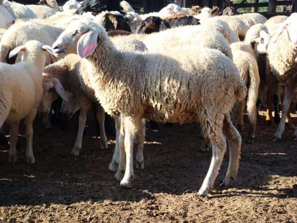 Pesquisadores propõem derivados de leite para evitar extinção do ovino pantaneiro