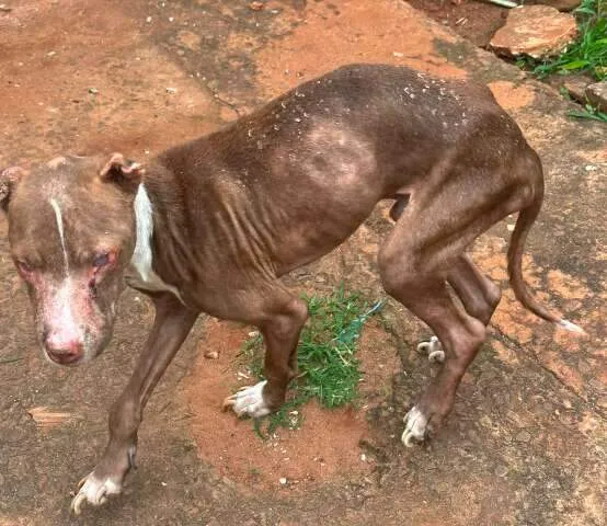 Pitbull magro e cego sendo resgatado por policial em frente a casa degradada