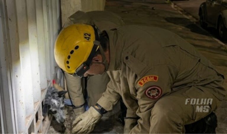 Bombeiros resgatam cão preso em grades de portão em residência no bairro Maria Leite