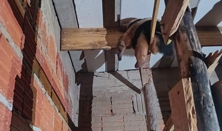 Tamanduá é resgatado pelos bombeiros após invadir quintal de casa em Ladário