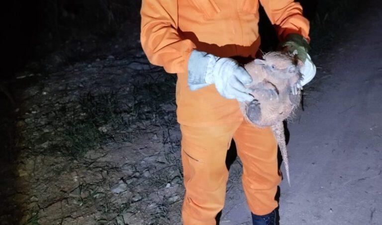 Tatu é resgatado em varanda de casa e devolvido à natureza em Ladário