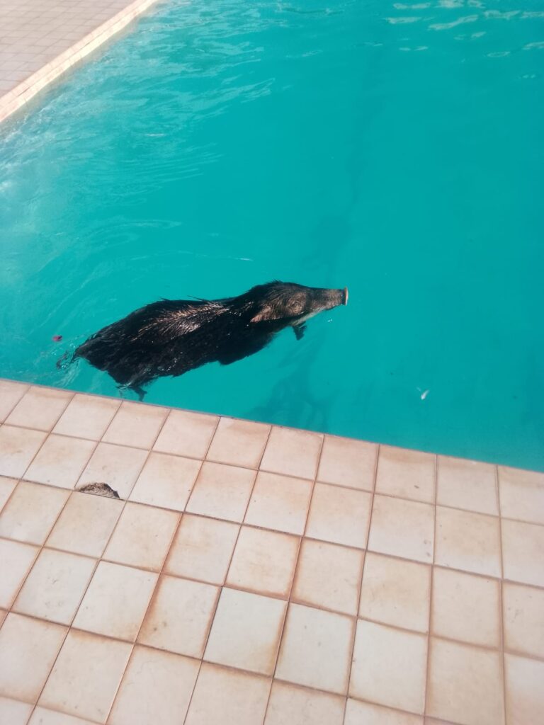 Bombeiros resgatam queixada que caiu em piscina da UFMS em Corumbá