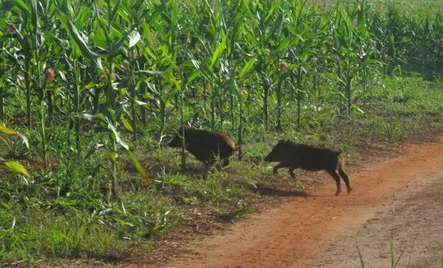 Lavoura de milho danificada por javalis em Mato Grosso do Sul