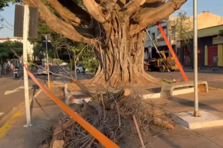 Poda de figueira centenária na Avenida Mato Grosso em Campo Grande