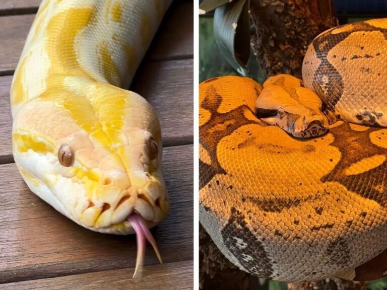 Cobras Capitu e Rachel no Bioparque Pantanal durante atividade educativa