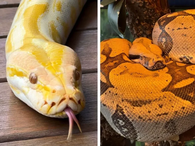Cobras Capitu e Rachel no Bioparque Pantanal durante atividade educativa