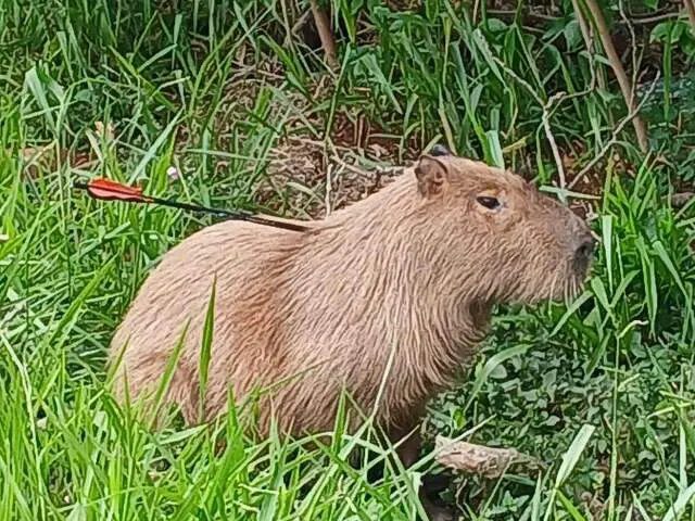 Capivara com flecha no pescoço às margens do Rio Anhanduí, em Campo Grande