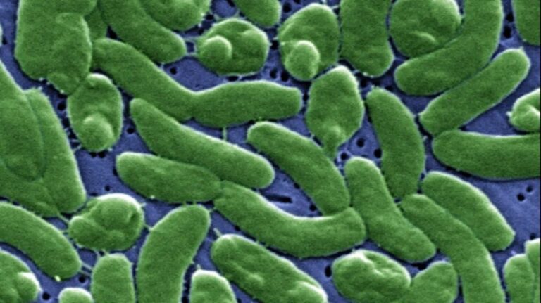 Praia com aviso de contaminação bacteriana e oceano ao fundo