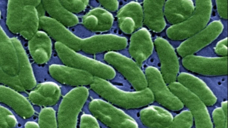 Praia com aviso de contaminação bacteriana e oceano ao fundo