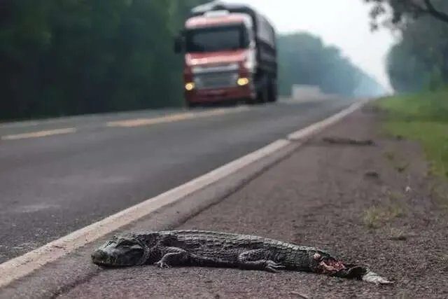 Jacaré-do-pantanal próximo a cerca de proteção na BR-262
