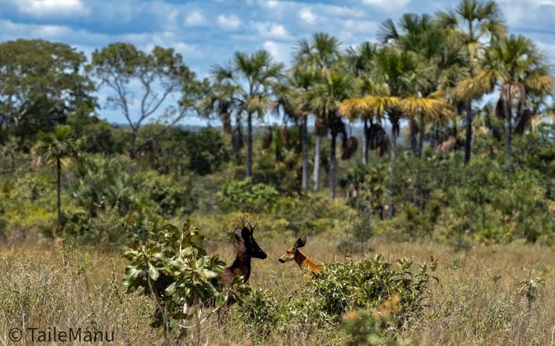 Cervo-do-pantanal com pelagem escura é registrado pela primeira vez no Pantanal e no Cerrado