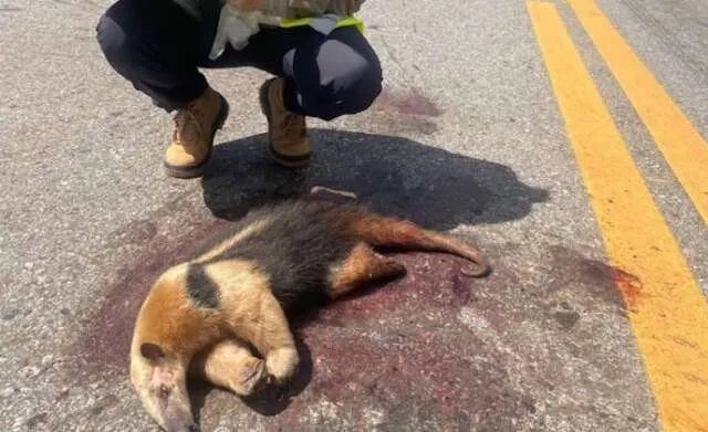 Trecho da MS-345 entre Anastácio e Bonito com cerca de proteção contra animais silvestres