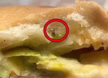 Hambúrguer com barata ao lado em mesa de restaurante