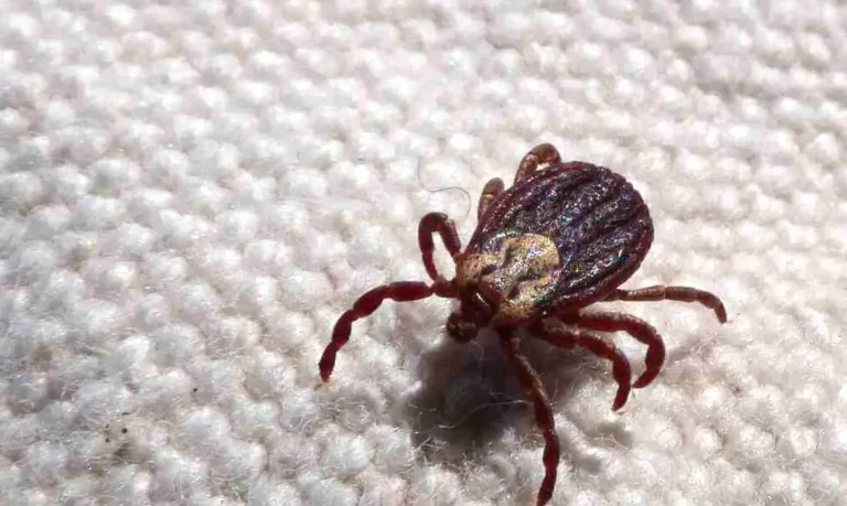 Estado de São Paulo confirma 18 óbitos por febre maculosa entre 19 casos