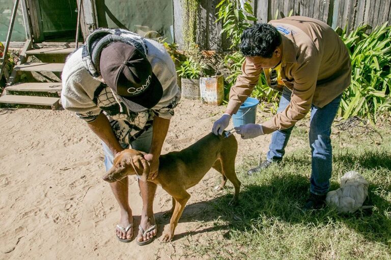 Vacinação antirrábica segue em Corumbá e registra ação em Generoso nesta quinta