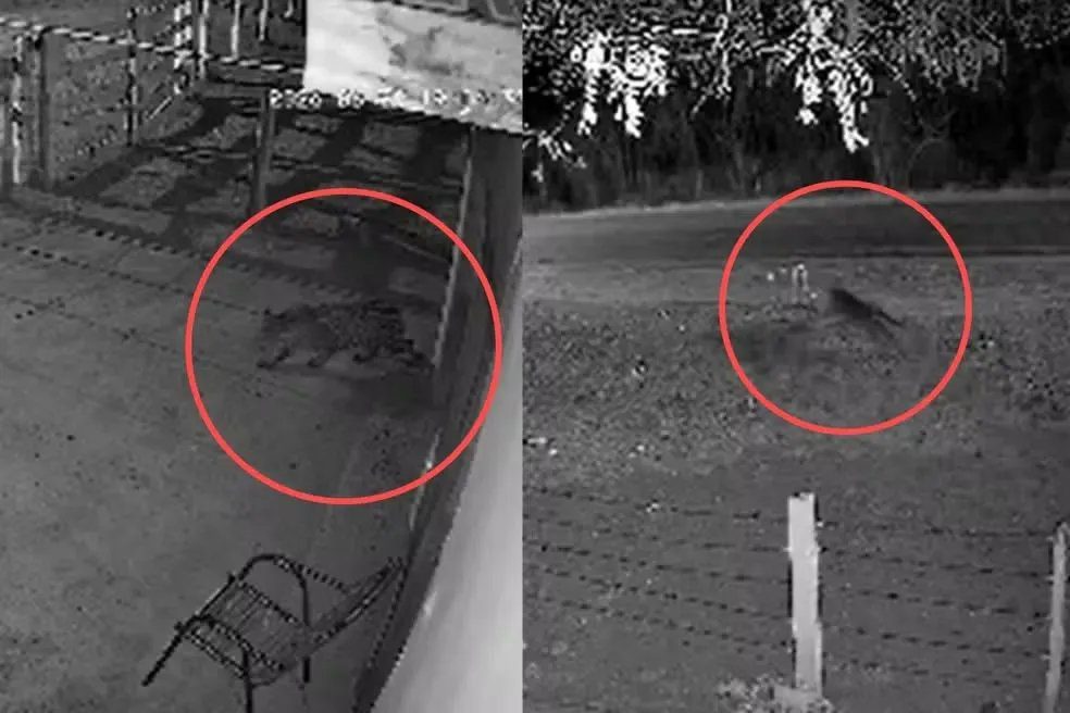 Onça volta a atacar cães em Corumbá e família cogita doar animais