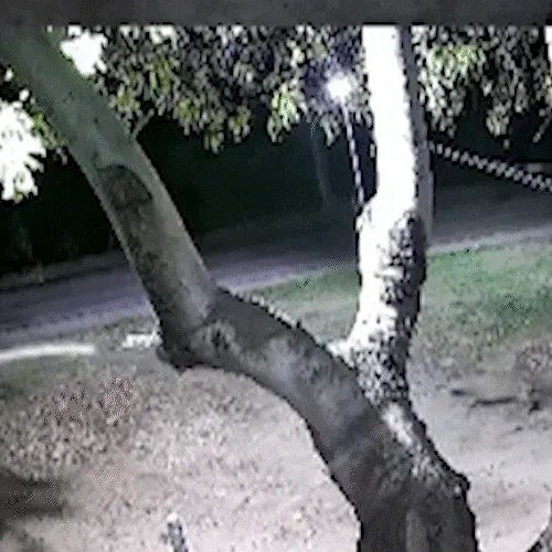Onça-pintada pulando a cerca de um sítio enquanto um cachorro late ao fundo, em Corumbá