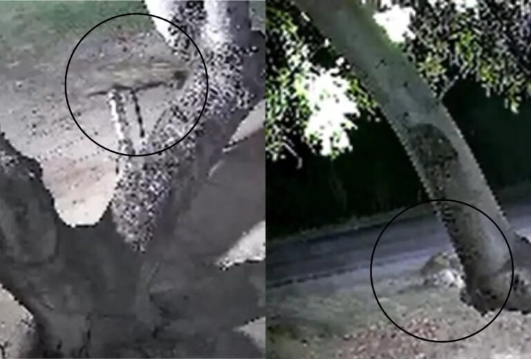 Onça-pintada invadindo quintal em Corumbá, atacando cachorro