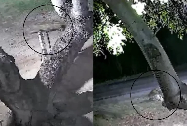 Onça-pintada invadindo quintal em Corumbá, atacando cachorro