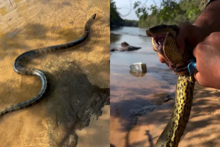 Pescador segura sucuri-amarela com cuidado enquanto corta linha de pesca presa em anzol no Pantanal
