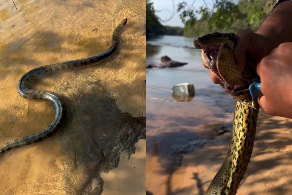 Pescador segura sucuri-amarela com cuidado enquanto corta linha de pesca presa em anzol no Pantanal