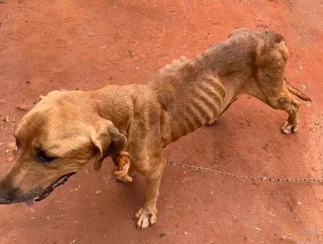 Cão e gato juntos, com símbolos de justiça ao fundo, representando proteção legal aos animais