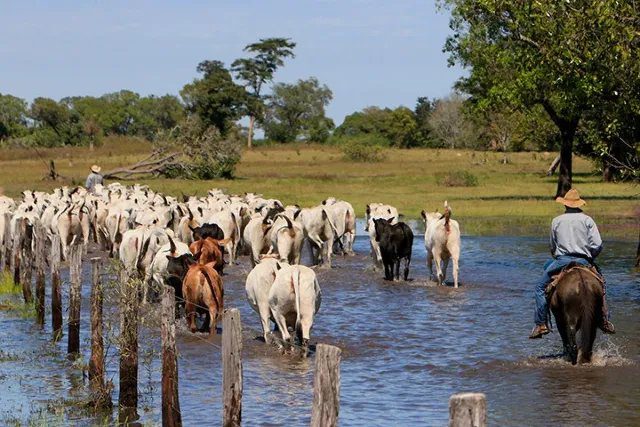 Peão de comitiva idoso a cavalo conduzindo gado no Pantanal