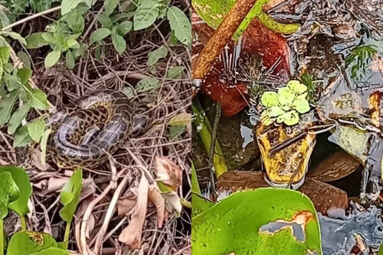 Turistas em barco observam sucuri gigante no Pantanal