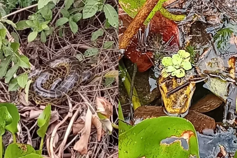 Turistas em barco observam sucuri gigante no Pantanal