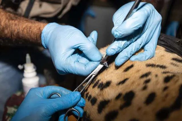 Pesquisadora em laboratório segurando criotubo junto a tanque de nitrogênio líquido; silhueta de onça-pintada ao fundo