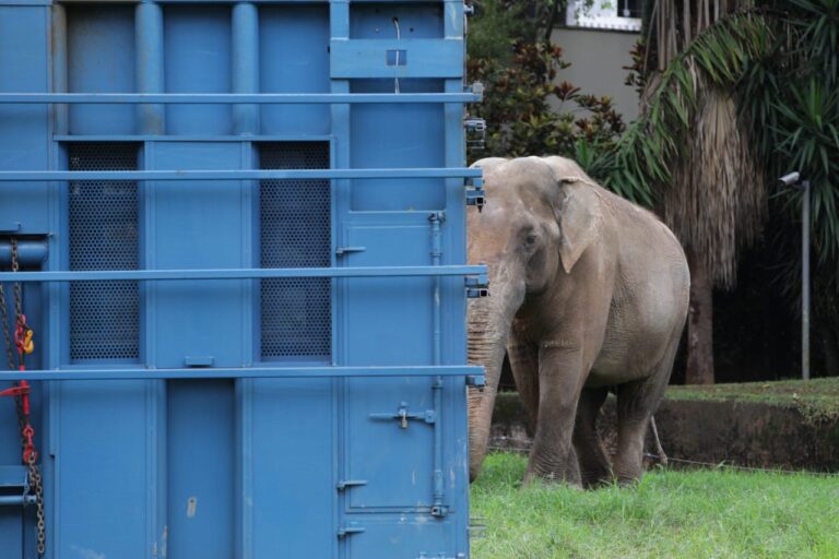 elefante Sandro em Campo Grande