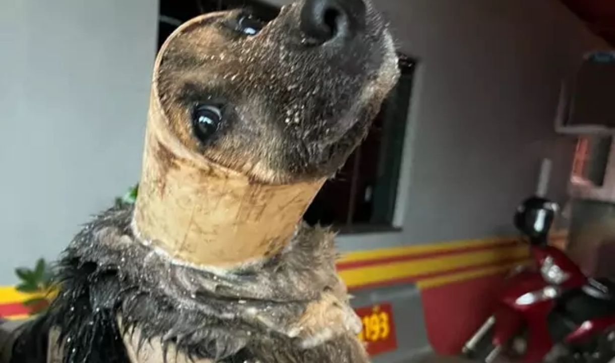 Bombeiros resgatam cachorro preso em tubulação durante temporal em Ivinhema