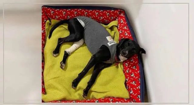 Cadela caramelo Pitanga em recuperação, recebendo cuidados após atropelamento.