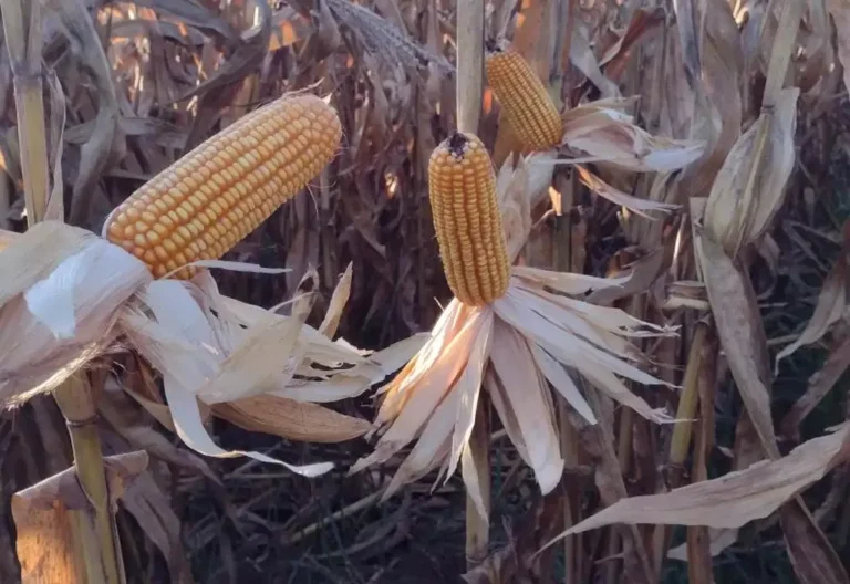 Silo de armazenamento com estoque de milho em grãos ao lado de caminhão graneleiro em propriedade rural de Mato Grosso do Sul