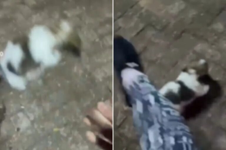 Influenciadora detida e advogados em audiência, cachorro shih-tzu sob cuidados policiais