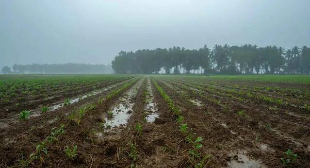 Pesquisadores da Embrapa mostram relatório de medidas contra impactos do El Niño para autoridades do agronegócio.