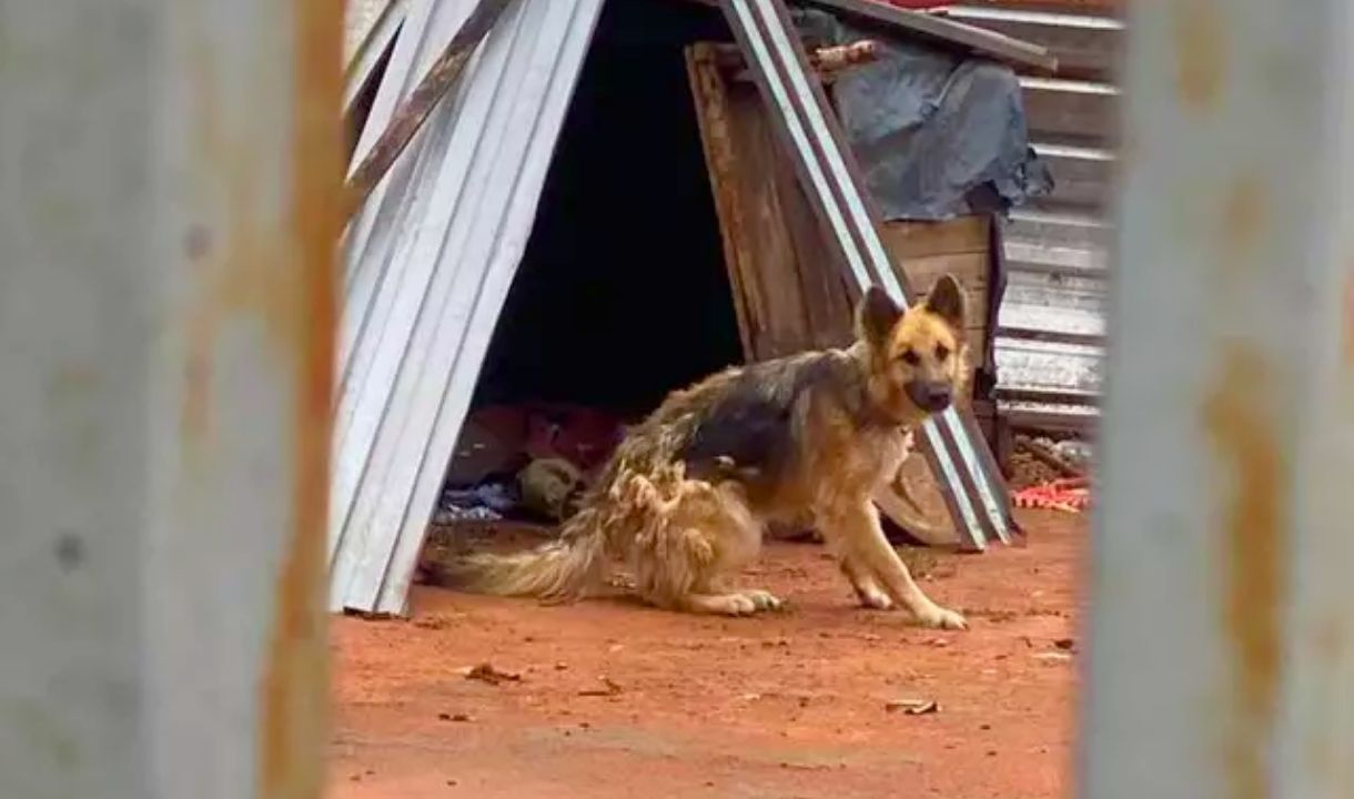 Casos de maus-tratos levam Polícia Civil a criar operação permanente em Aquidauana e Anastácio