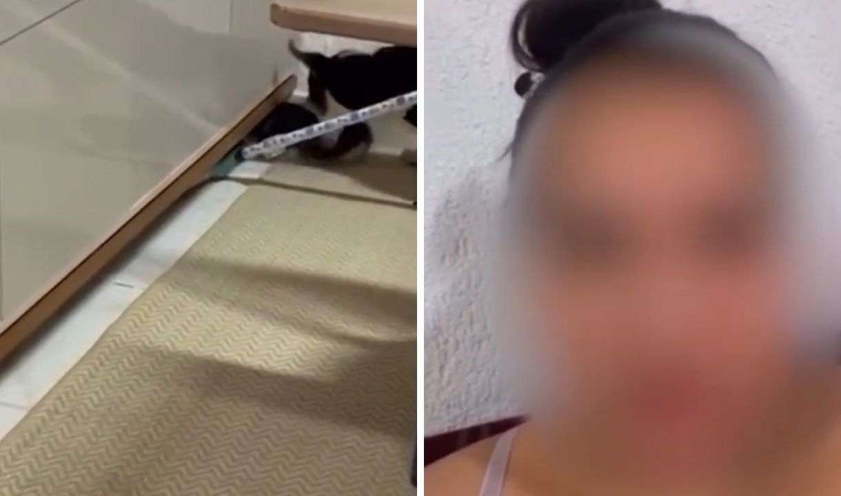 Mulher é autuada após publicar vídeo de cachorro atacando gato em MS