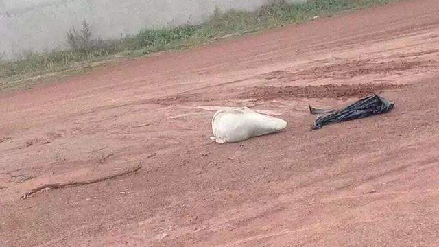 Quatro são presos pela morte de jovem encontrado amarrado em saco de lixo em Coxim