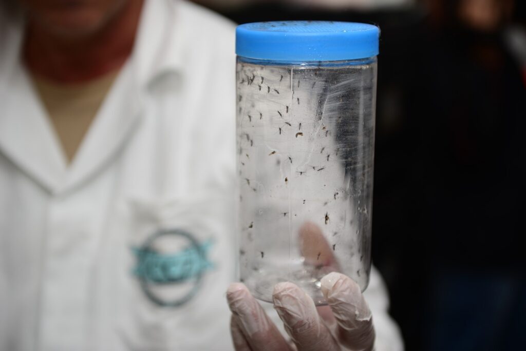 Corumbá começa preparação para receber mosquitos que ajudam a combater dengue