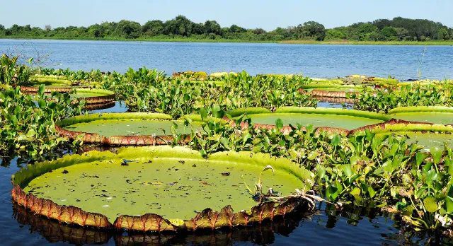 Vista aérea do Pantanal, mostrando rios, áreas alagadas e vegetação exuberante
