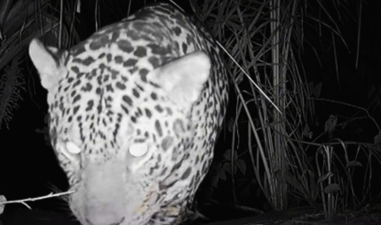 Onça-pintada se aproxima de câmera e surpreende pesquisadores no Pantanal de MS