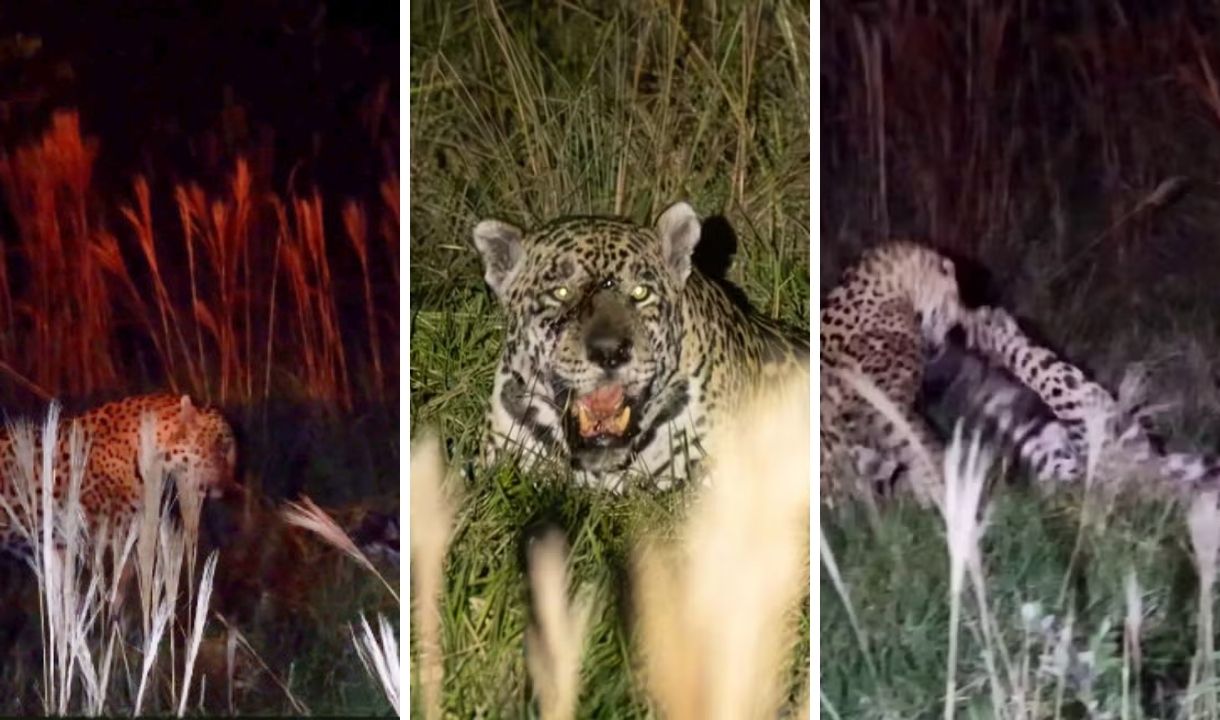 Machos disputam fêmea de onça-pintada durante safári noturno no Pantanal de Miranda