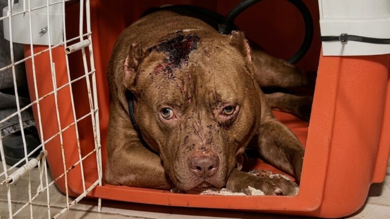 Homem é preso após menina de 3 anos morrer em ataque de pitbull no Rio