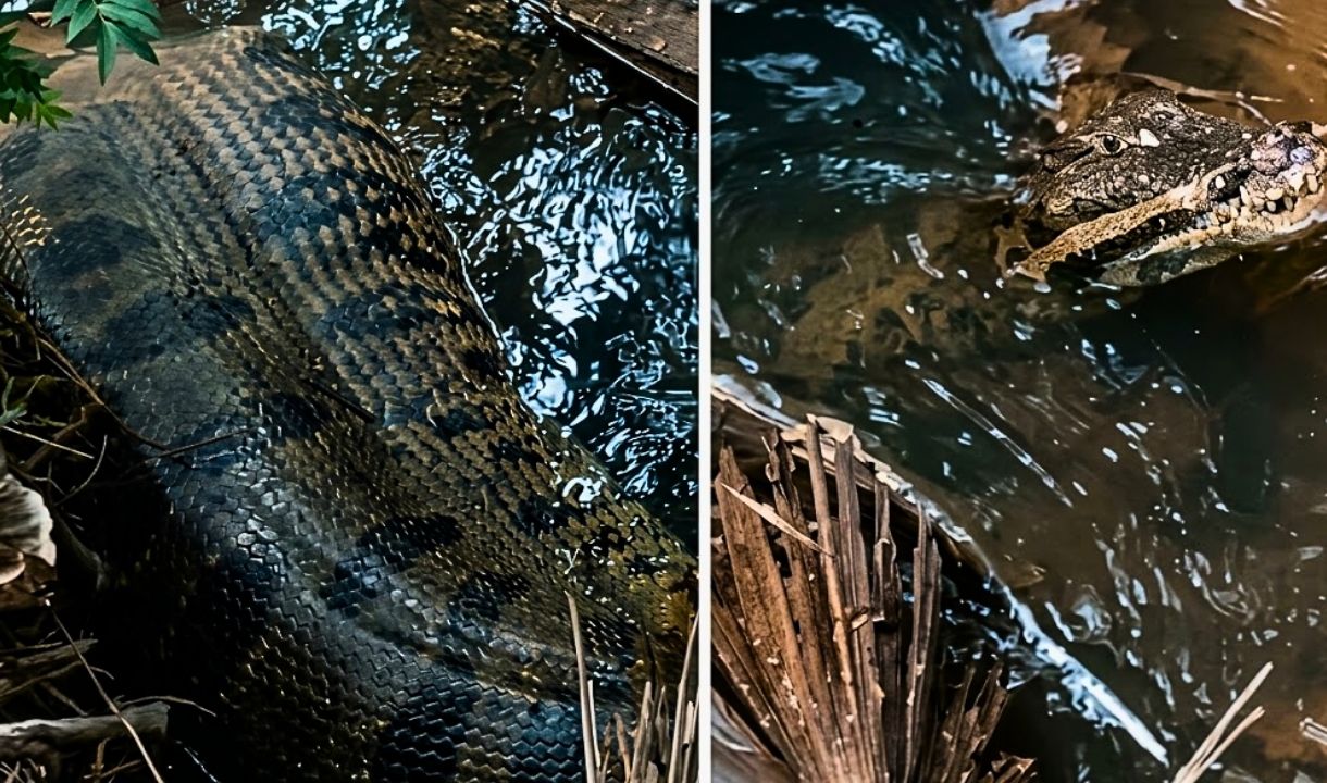 Sucuri de 5 metros surpreende família durante banho em córrego de Coxim