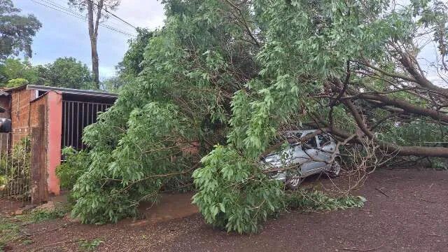Árvore caída e telhados danificados após temporal no sul de Mato Grosso do Sul