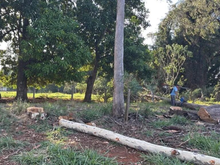 Trabalhador durante poda de árvore próximo a fios de alta tensão em área residencial de Campo Grande.